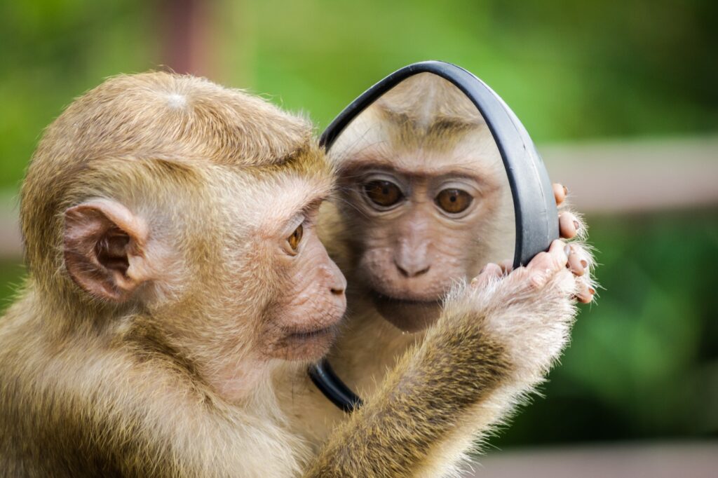 Are you a narcissist?