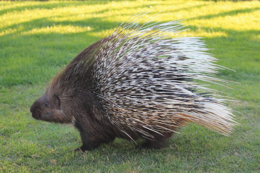 Are You Prickly?