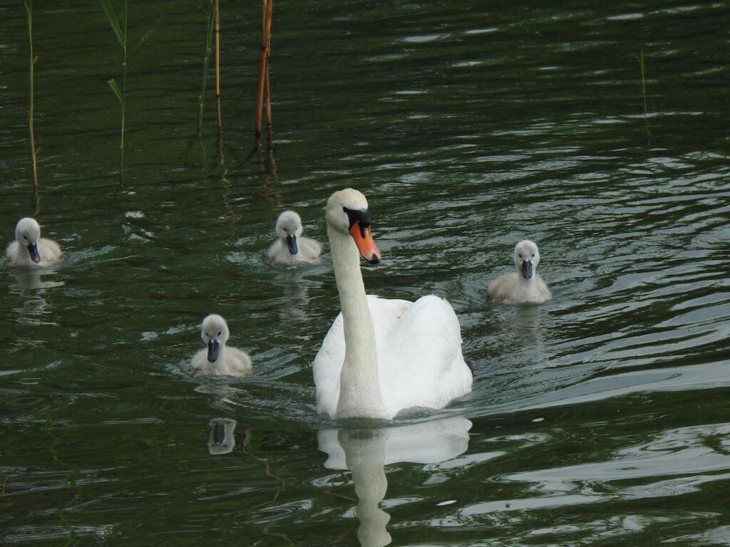 Swan family